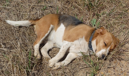 Truffles – the vineyard dog (well one of them)