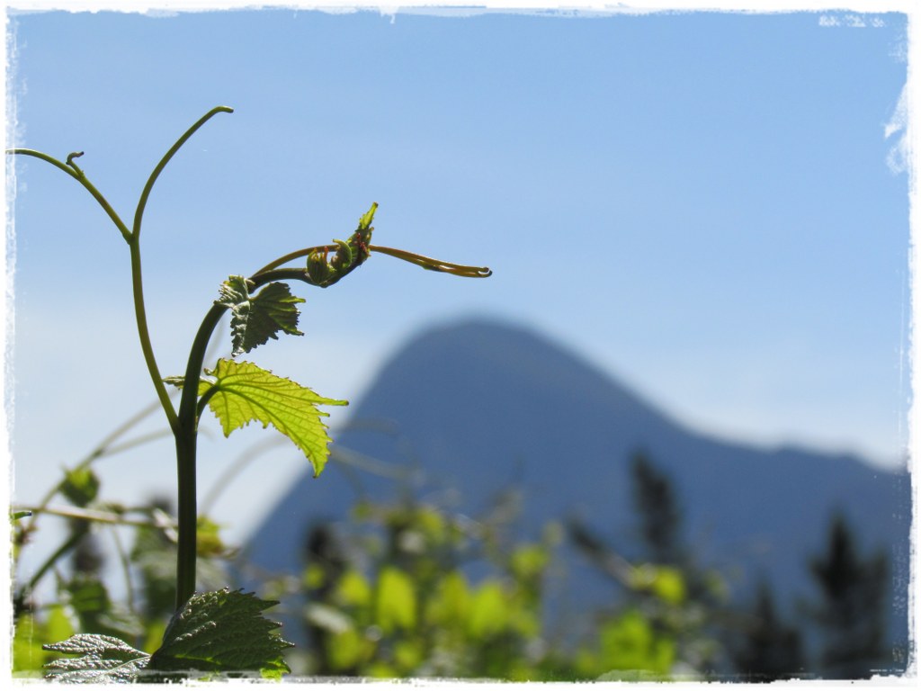 New growth in the Seven Springs vineyard